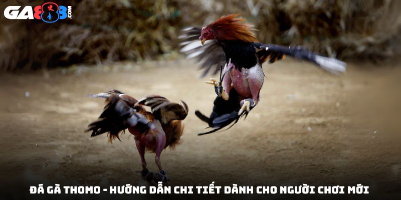 Đá Gà Thomo – Hướng Dẫn Chi Tiết Dành Cho Người Chơi Mới