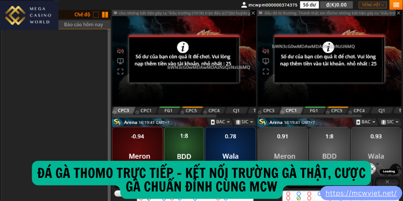 Đá Gà Thomo Trực Tiếp – Kết Nối Trường Gà Thật, Cược Gà Chuẩn Đỉnh Cùng MCW